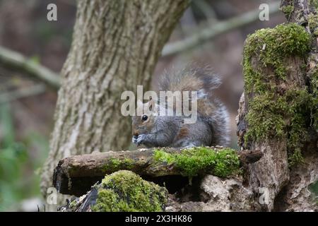A close image of a grey squirrel sitting with paws holding a seed on wood with some green moss on it. Tree trunk in the background and some forest. 6 Stock Photo