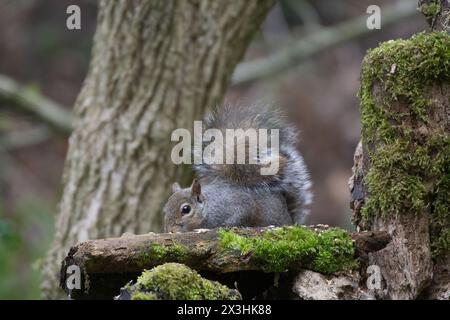 A close image of a grey squirrel part hidden behind a wood with some green moss on it. Tree trunk in the background and some forest.2 Stock Photo