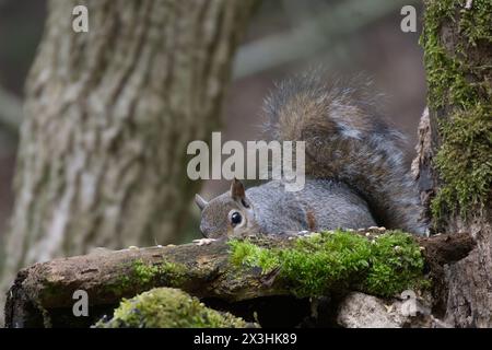 A close image of a grey squirrel part hidden behind a wood with some green moss on it. Tree trunk in the background and some forest. Stock Photo