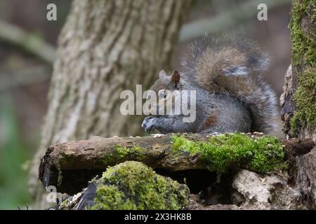 A close image of a grey squirrel sitting with paws holding a seed on wood with some green moss on it. Tree trunk in the background and some forest. 4 Stock Photo
