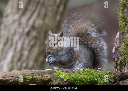 A close image of a grey squirrel sitting with paws holding a seed on wood with some green moss on it. Tree trunk in the background and some forest. 2 Stock Photo