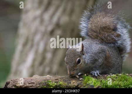 A close image of a grey squirrel eating some seeds while on wood with some green moss on it. Tree trunk in the background and some forest. Stock Photo