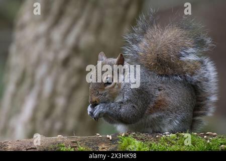 A close image of a grey squirrel sitting with paws holding a seed on wood with some green moss on it. Tree trunk in the background and some forest. Stock Photo