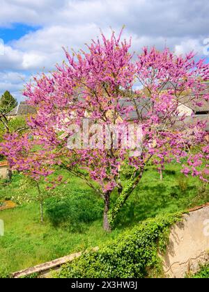 Flowering Purple Jacaranda (?) tree in springtime - sud-Touraine, France. Stock Photo