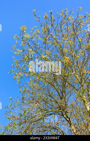 Walnut (Juglans regia) tree in springtime showing catkins and new leaf growth - sud-Touraine, central France. Stock Photo