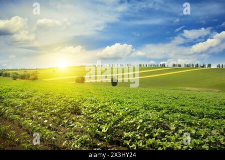 sunrise over a sunflower field Stock Photo