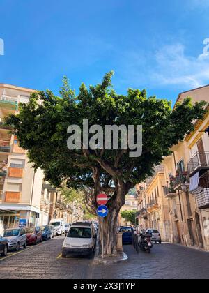 old green tree on Cefalu Street surrounded by parked cars in blue sky background Stock Photo