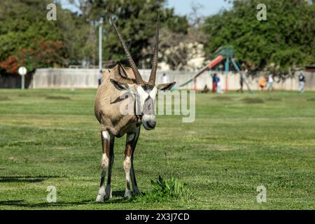 A lone oryx walking through a grassy playground, with children playing behind it, in Oranjemund town. Stock Photo