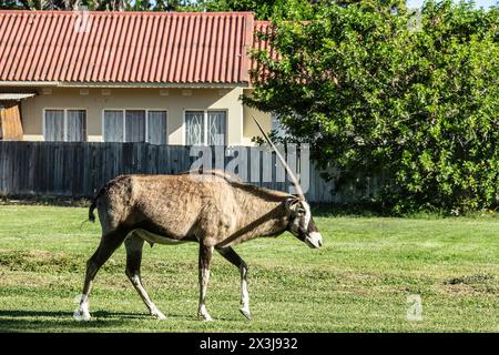 A lone oryx walking through a grassy area in Oranjemund town with a house behind it. Stock Photo