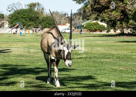 A lone oryx walking through a grassy playground, with children playing behind it, in Oranjemund town. Stock Photo