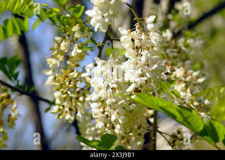 Robinia pseudoacacia in spring - inflorescences on tree branches close-up Stock Photo