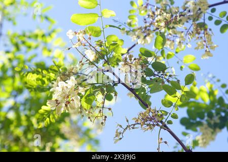 Branches of a flowering Robinia pseudoacacia tree against a blue sky. Stock Photo
