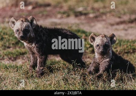 Hyena cubs playing in Ol Pejeta Conservancy Stock Photo