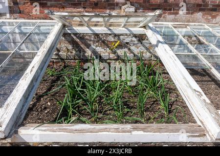 Onion plants onions growing in a cold frame, England, UK Stock Photo