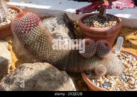 Mammillaria spinosissima, also known as the spiny pincushion cactus Stock Photo