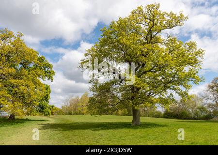 Parkland at Hatchlands Park country estate in Surrey, England, UK, during spring Stock Photo