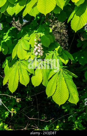 Horse chestnut tree leaves and flowers. Stock Photo