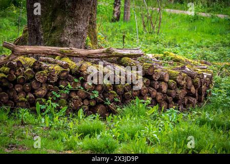 A pile of logs of fallen trees on the forest floor. Stock Photo