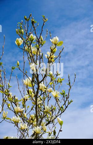 Beautiful yellow magnolia flowers blooming on tree branches against a clear blue sky Stock Photo