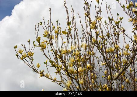 Beautiful yellow magnolia flowers blooming on tree branches against a clear blue sky Stock Photo