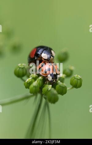 Harlequin ladybird (Harmonia axyridis) mating with an Eyed Ladybird (Anatis ocellata) England, UK Stock Photo