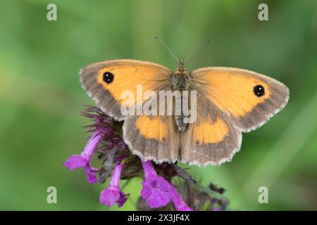 The gatekeeper or hedge brown (Pyronia tithonus), England, UK Stock Photo