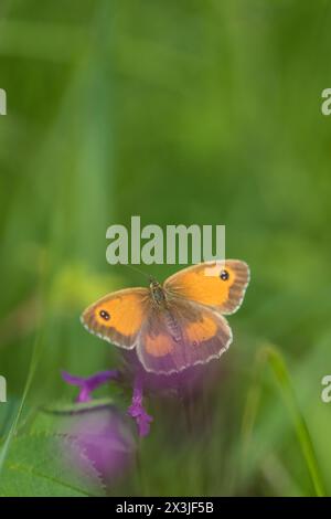 The gatekeeper or hedge brown (Pyronia tithonus), England, UK Stock Photo