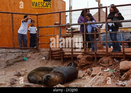 Chilean tourists looking at female South American sea lions (Otaria flavescens) asleep on shore in fishing port, Arica, Chile Stock Photo