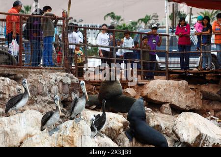 Chilean families looking at male South American sea lions (Otaria flavescens) and Peruvian pelicans (Pelecanus thagus) in fishing port, Arica, Chile Stock Photo