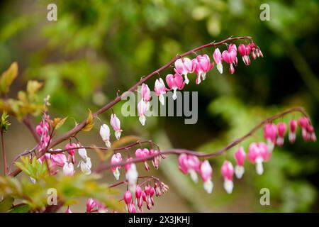Branch of Solomans Seal (Polygonatum biflorum) flowers in bloom with a soft-focus green background Stock Photo