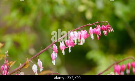 Branch of Solomans Seal (Polygonatum biflorum) flowers in bloom with a soft-focus green background Stock Photo