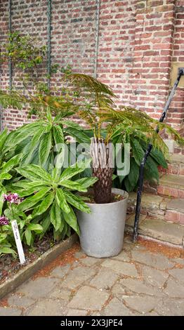 New Zealand ( Dicksonia squarrosa ) tree fern  in a grey pot against a brick wall Stock Photo