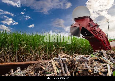 Harvesting machine working in sugar cane field on a farm in Brazil Stock Photo