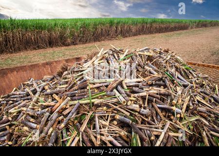 Harvesting machine working in sugar cane field on a farm in Brazil Stock Photo