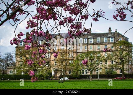 Pink cherry blossoms in focus with a blurred historic building and green lawn in the background. Stock Photo