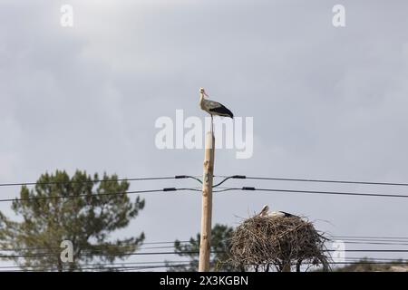 A storks - bird is perched on a pole next to a nest Stock Photo