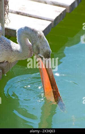 Majestic Pelican Portrait: Magnificent Big Beak Close-Up. Stock Photo