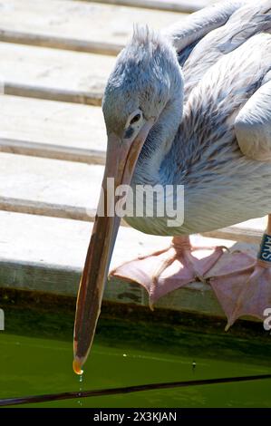 Magnificent Pelican: Capturing the Majestic Beauty of a Big Beak Bird Stock Photo