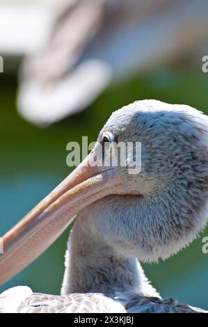 Majestic Pelican Portrait: Magnificent Beak Close-Up! Stock Photo