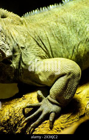 Stunning Reptile Portrait: Capturing the Beauty of a Lizard's Skin Texture Stock Photo