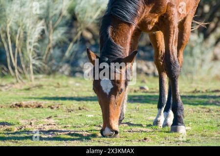 Horse on the Hill: Captivating Image of Equine Beauty Stock Photo