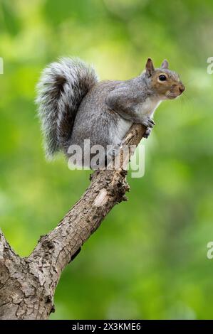 Grey Squirrel, Sciurus carolinensis, standing on a tree branch, Queen's Park, London, United Kingdom Stock Photo