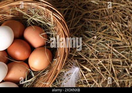 Fresh chicken eggs in wicker basket on dried straw, top view. Space for text Stock Photo