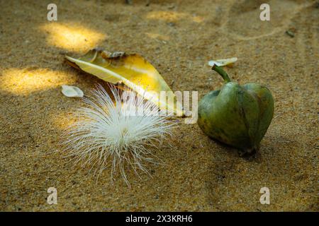 Flowers and fruit of white and pink Barringtonia asiatica or Fish Poison Tree , Putat or Sea Poison Tree in full bloom on its tree. lying on the sand Stock Photo
