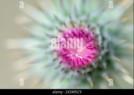 An unopened thistle flower with shallow depth of field Stock Photo