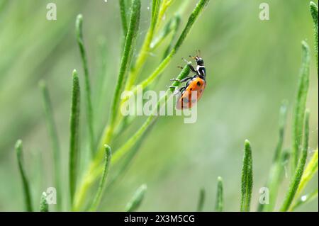 Ladybug on plant Stock Photo