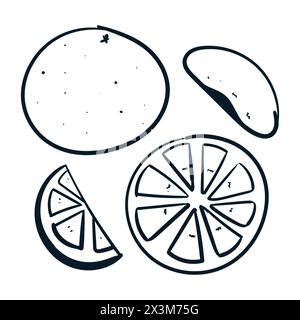 Orange Fruit Drawing Set Vector Orange Scribbles Doodle icons. Orange Vector Stock Vector