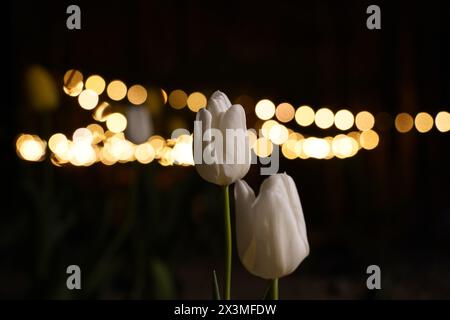 Two white tulips against the background of blurred lighting at night Stock Photo