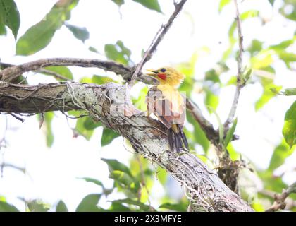 The cream-colored woodpecker (Celeus flavus) is a species of bird in subfamily Picinae of the woodpecker family Picidae. Stock Photo