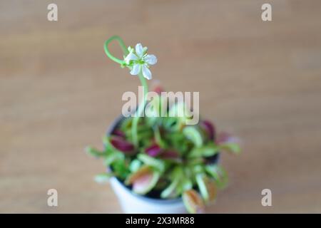 Flower of Venus Flytrap (Dionaea muscipula) Stock Photo